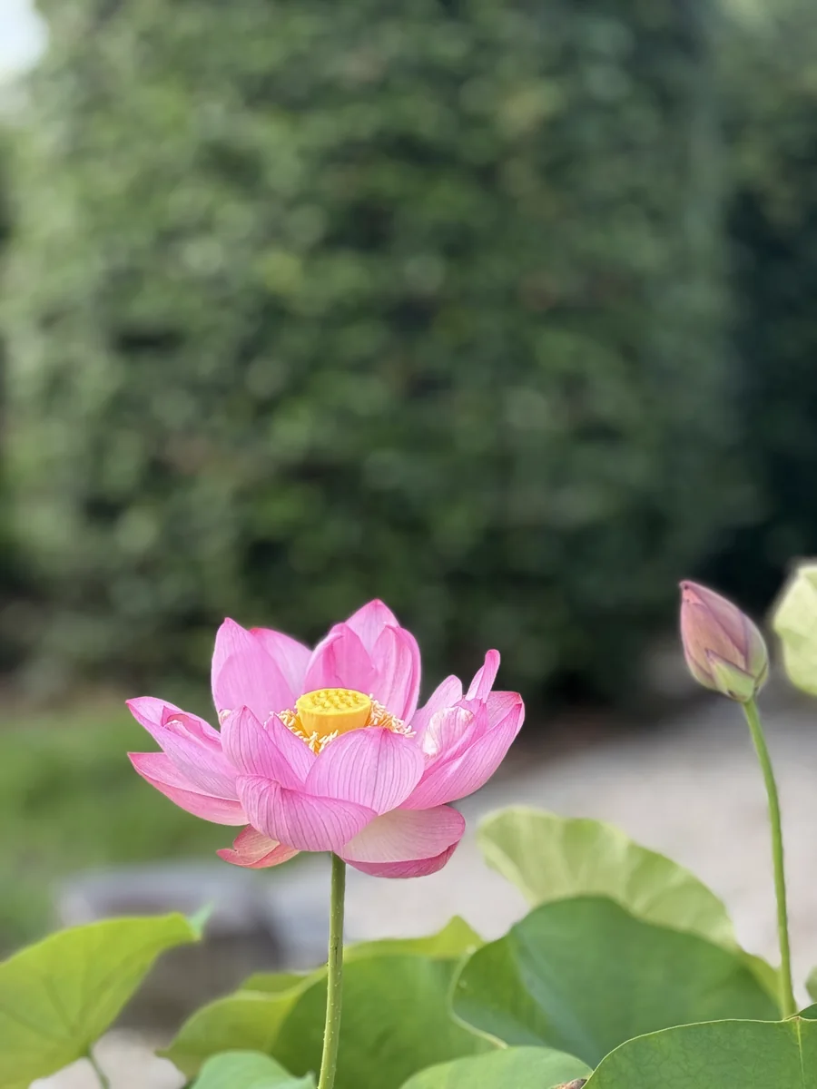 蓮の花（夏）